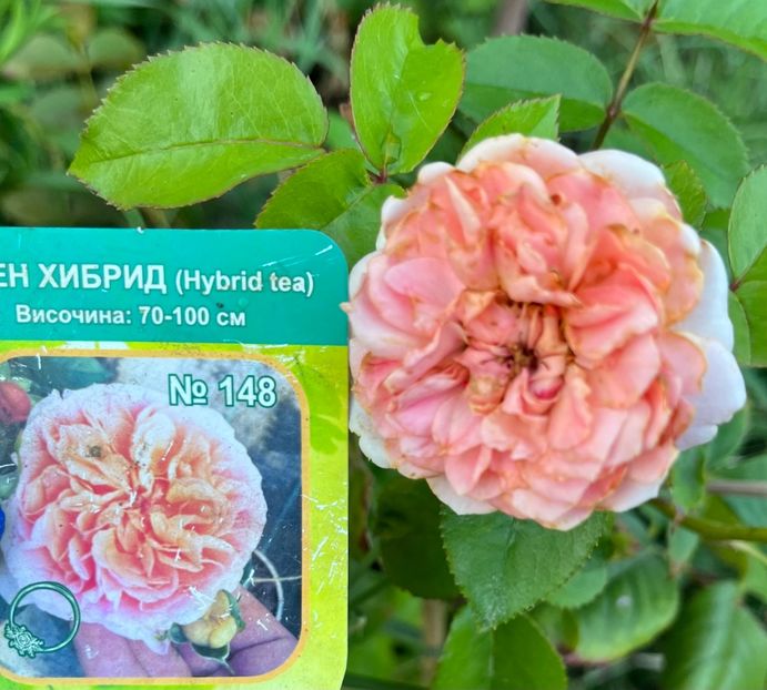 7BB6501C-06ED-463F-BFC9-8A1EA1BA0891 - Trandafiri 2022 3