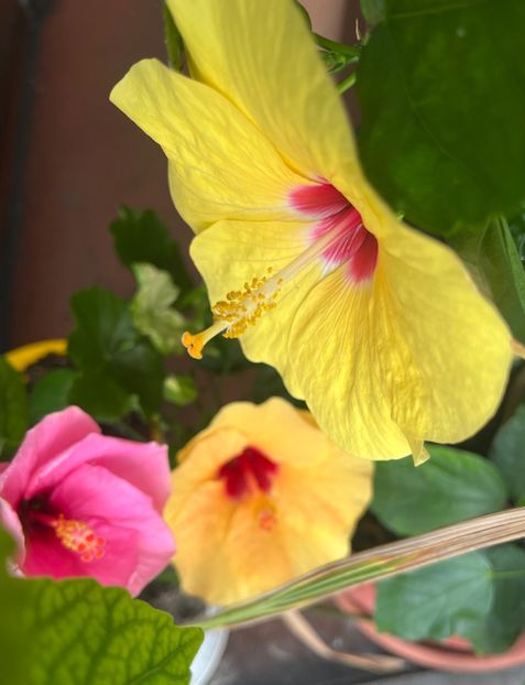 7689B49C-AEB4-4DAF-A6C0-D4F0B2F22847 - Hibiscus