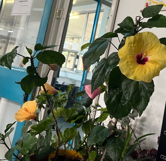 12C794CE-A736-475F-82A2-0E23D959B872 - Hibiscus