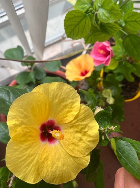 FD9A1306-49FC-4CEF-B1B3-77FC36775793 - Hibiscus