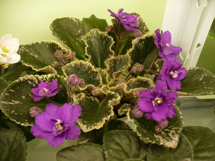 P1210975 - Violete africane 2010 -AV