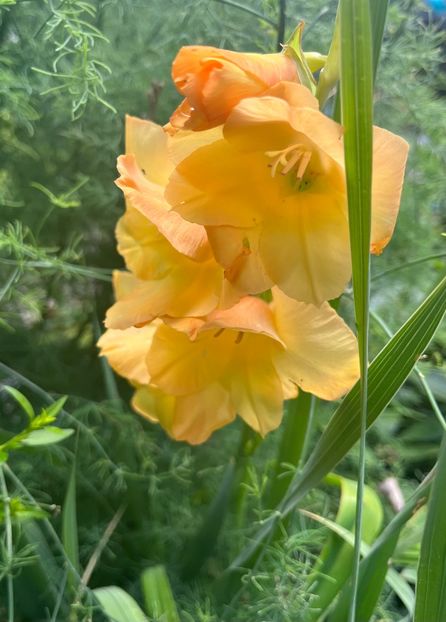 4C3C63F5-9FB9-4AB1-BD4E-70230534B25C - Flori 2022 2023