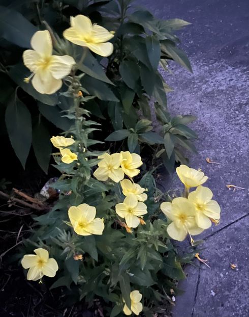 FD07E19D-24F8-47B7-99B4-3EC67220F746 - Flori 2022 2023