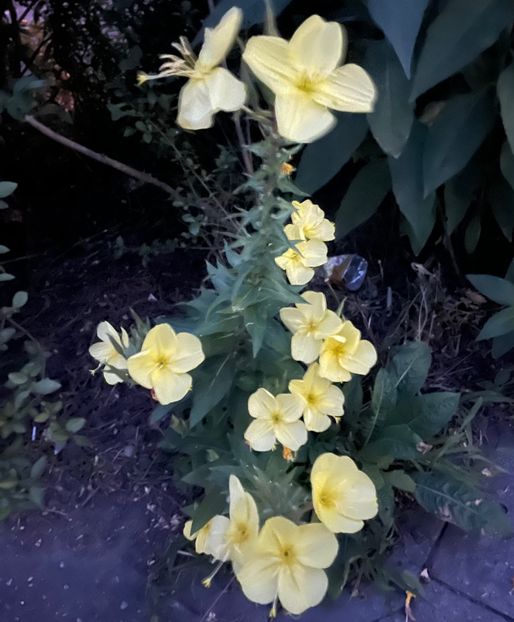 8711BC7C-E6D2-4F77-B8A3-09EC0305B1FA - Flori 2022 2023