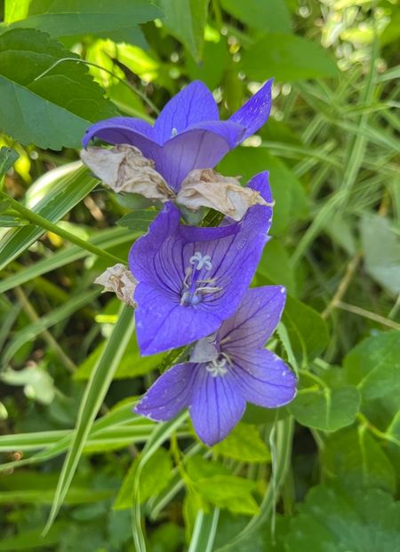 08C1ED6C-BF2D-4B4F-A94F-06B72D1BF4D5 - Flori 2022 2023