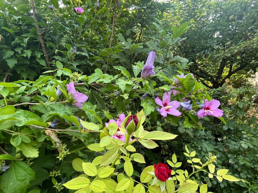 61428A6C-0281-45AC-9593-FA8AE3A5BAC0 - Flori 2022 2023