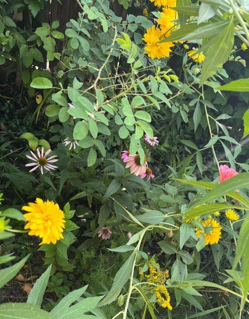 B5AA616C-589A-4BA3-B1F2-F7727B94DB16 - Flori 2022 2023