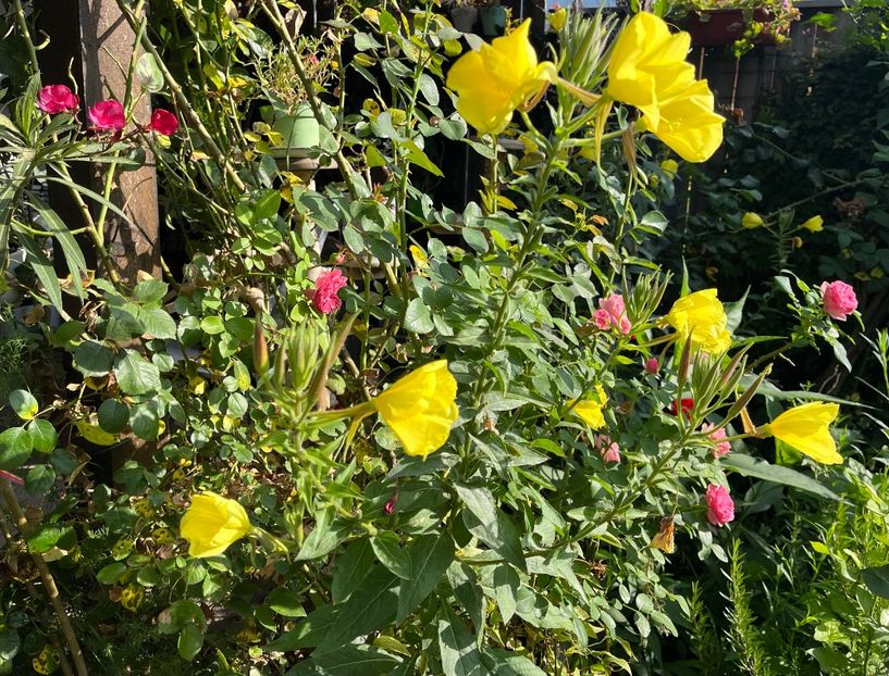 FE451780-A6D5-427A-994A-EE86017E75CF - Flori 2022 2023