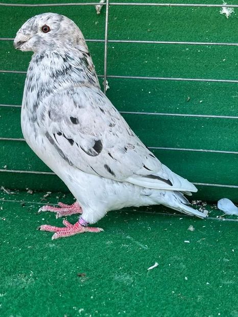  - Nu îmi aparțin 5