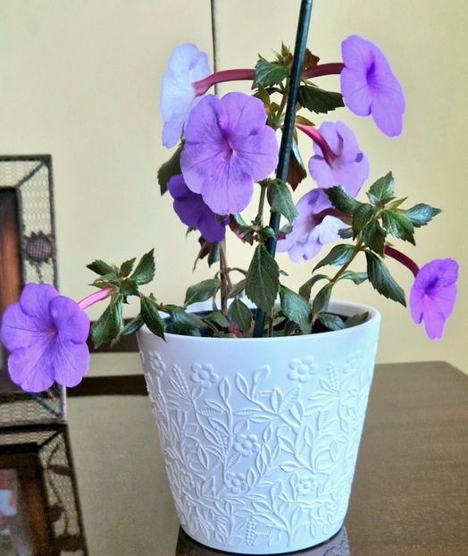 La multi ani , - India