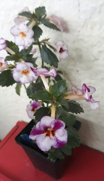  - 0001 2022 - Coup de Foudre