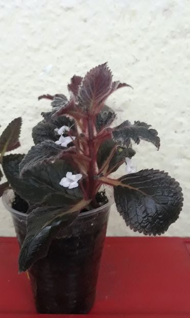  - 0001 2022 - Naomi eucodonia