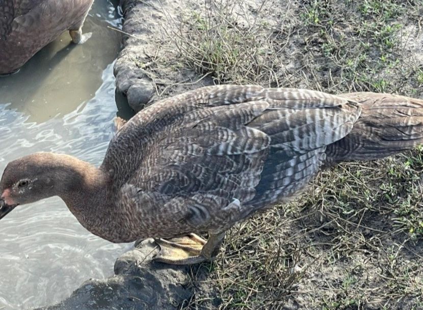 100% sânge slovac - Bomboane asortate 2022