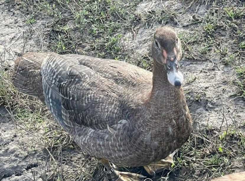 Dark ripple - Bomboane asortate 2022