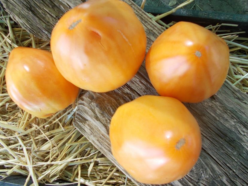  - SEMINTE ROSII - T 887 GELBER OCHSENHERZ