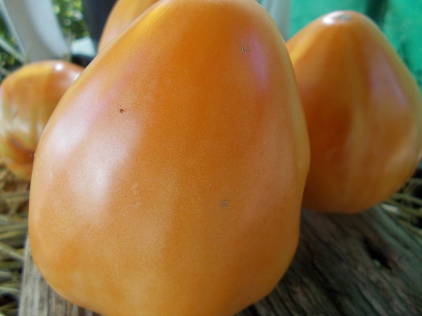  - SEMINTE ROSII - T 887 GELBER OCHSENHERZ