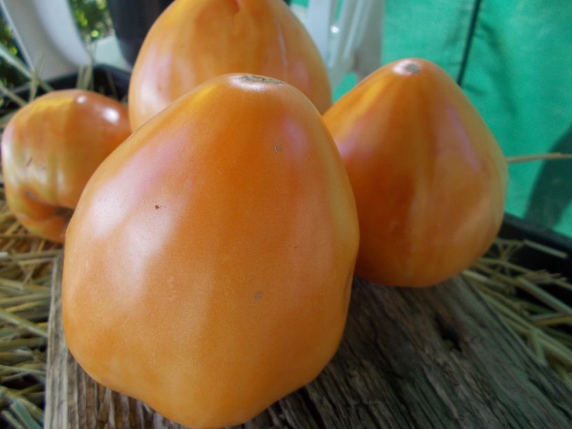  - SEMINTE ROSII - T 887 GELBER OCHSENHERZ