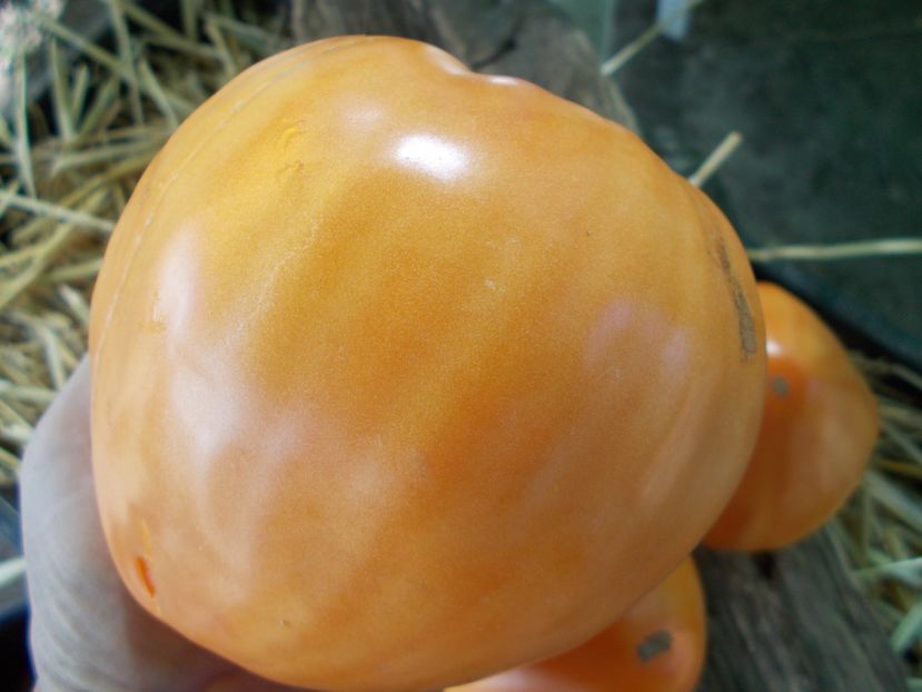  - SEMINTE ROSII - T 887 GELBER OCHSENHERZ