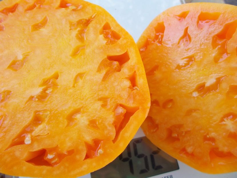  - SEMINTE ROSII - T 887 GELBER OCHSENHERZ