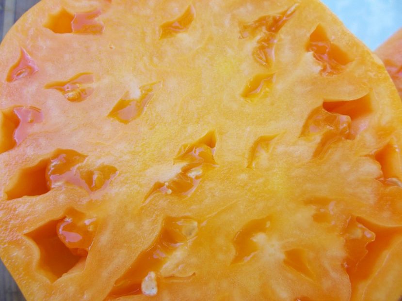  - SEMINTE ROSII - T 887 GELBER OCHSENHERZ