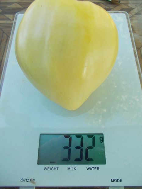  - SEMINTE ROSII - T 978 HOMER FIKE S YELLOW OXHEART