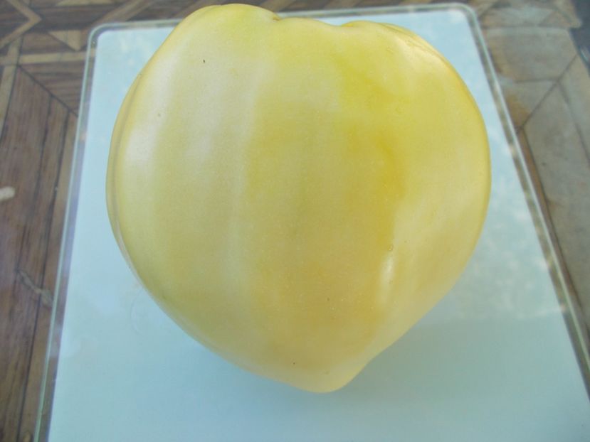  - SEMINTE ROSII - T 978 HOMER FIKE S YELLOW OXHEART