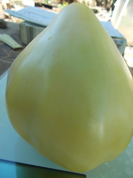  - SEMINTE ROSII - T 978 HOMER FIKE S YELLOW OXHEART