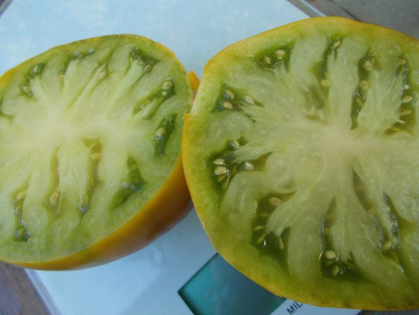  - SEMINTE ROSII - T 839 MAX S LARGE GREEN