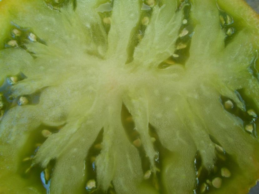  - SEMINTE ROSII - T 839 MAX S LARGE GREEN