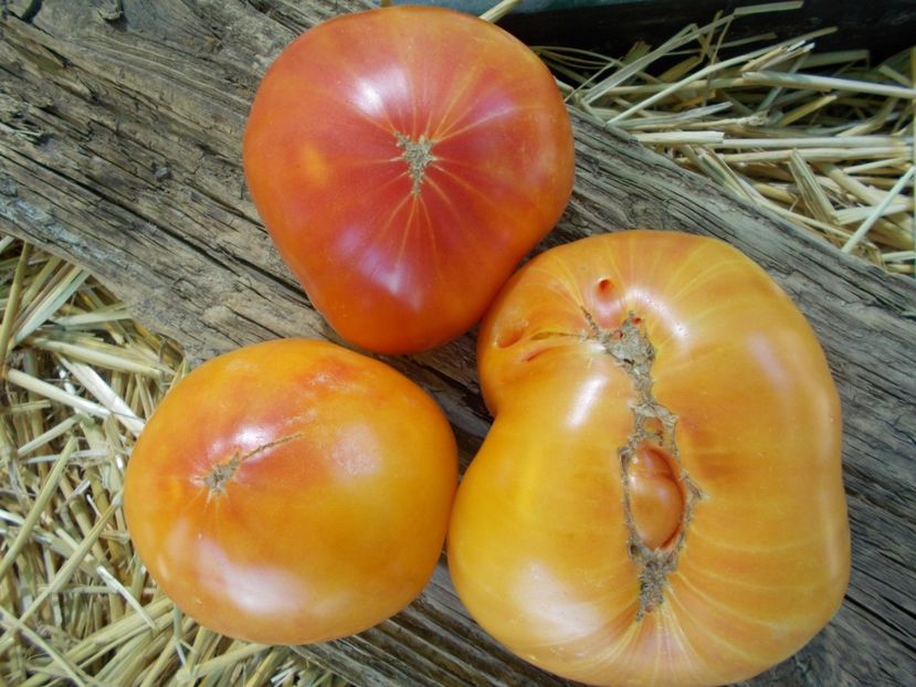  - SEMINTE ROSII - T 843 GORGEOUS WIZARD prozorlivyj koldun