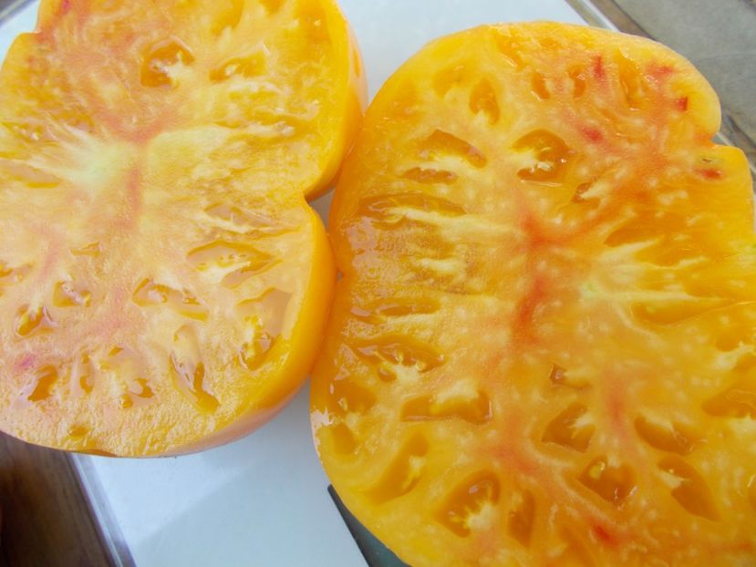  - SEMINTE ROSII - T 843 GORGEOUS WIZARD prozorlivyj koldun