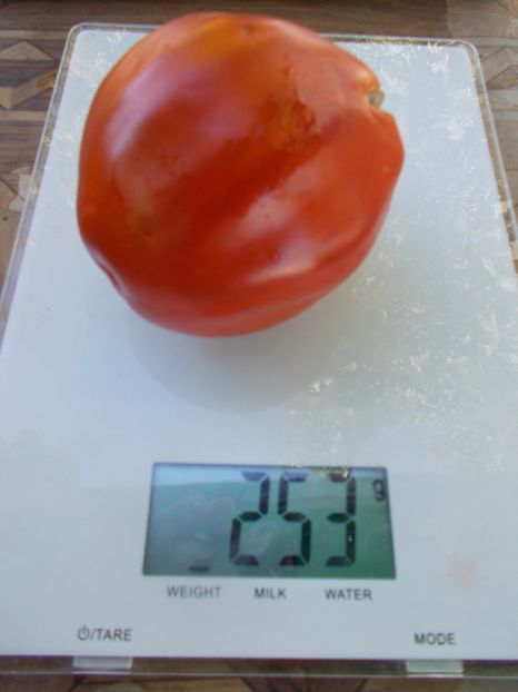  - SEMINTE ROSII - T 930 CANESTRINO DI LUCCA