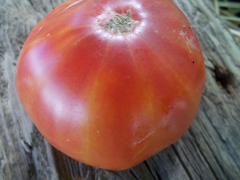  - SEMINTE ROSII - T 869 HAMILTON