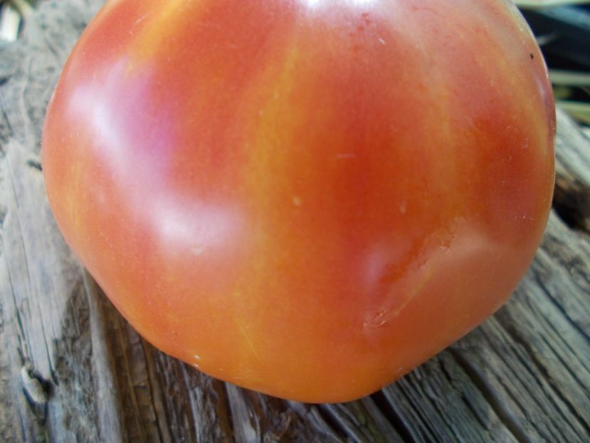  - SEMINTE ROSII - T 869 HAMILTON