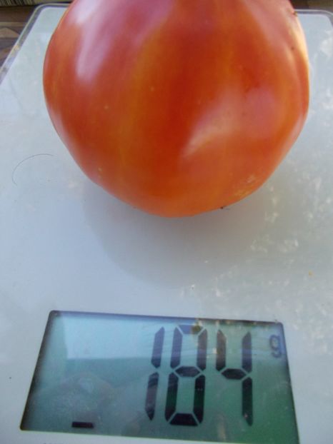  - SEMINTE ROSII - T 869 HAMILTON