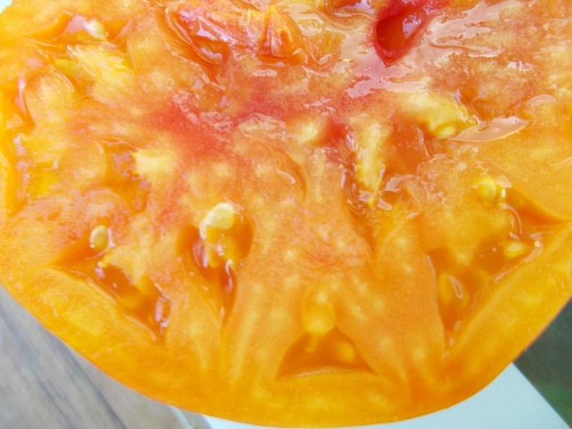  - SEMINTE ROSII - T 869 HAMILTON