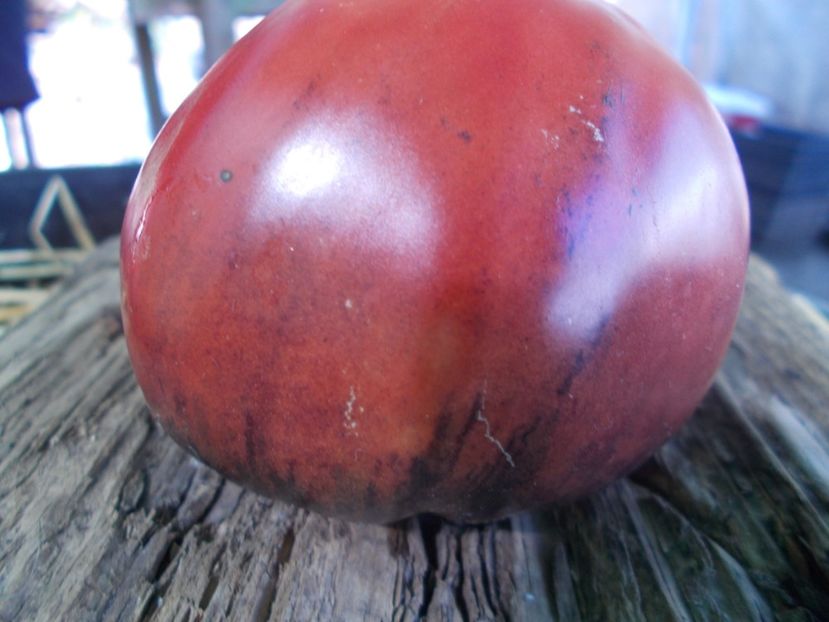  - SEMINTE ROSII - T 934 DIRTY CURTY