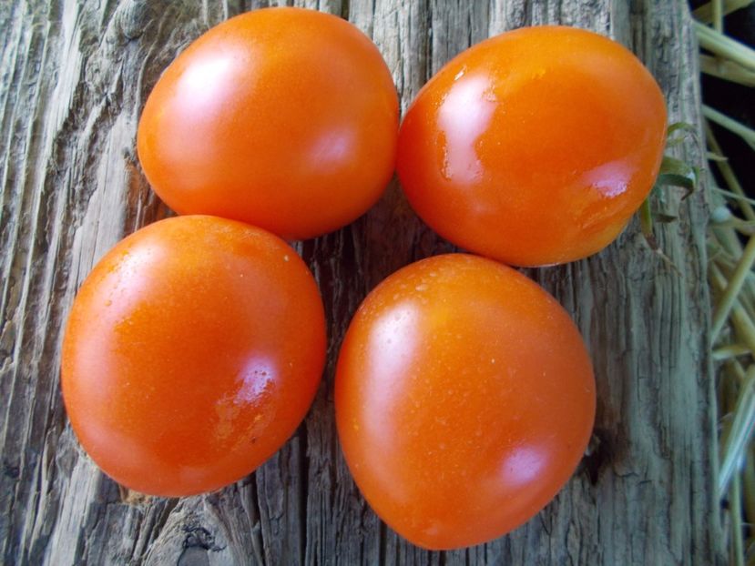  - SEMINTE ROSII - T 851 BACOVIA