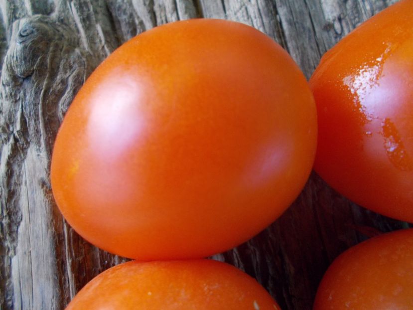  - SEMINTE ROSII - T 851 BACOVIA