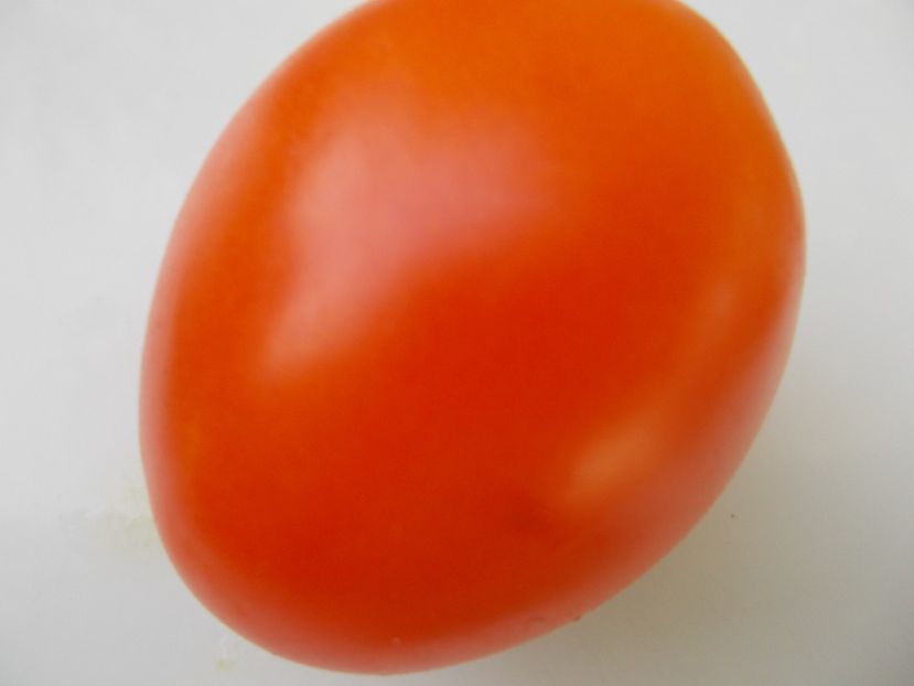  - SEMINTE ROSII - T 851 BACOVIA