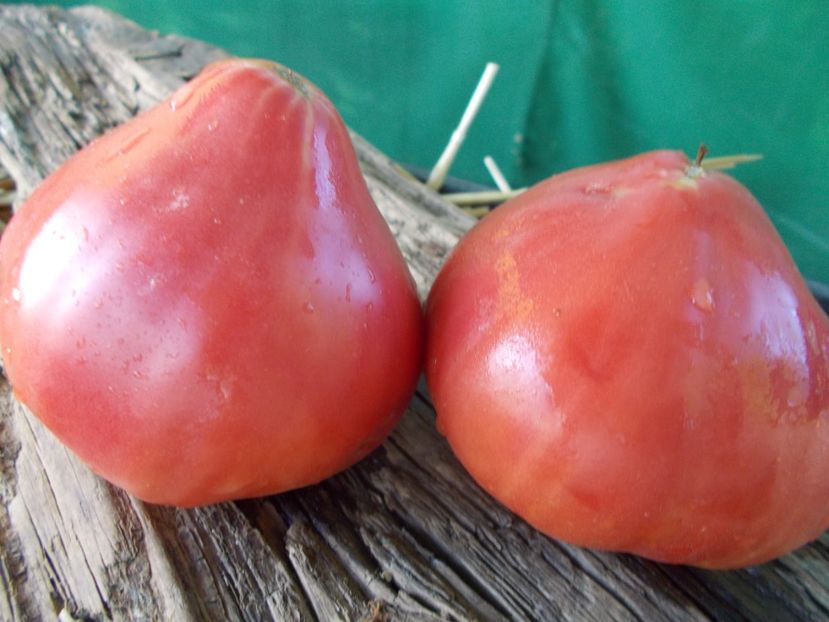  - SEMINTE ROSII - T 922 IVANUSHKA HEART