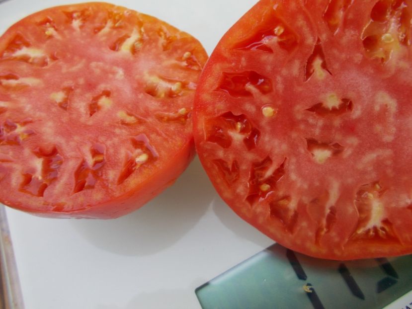  - SEMINTE ROSII - T 922 IVANUSHKA HEART