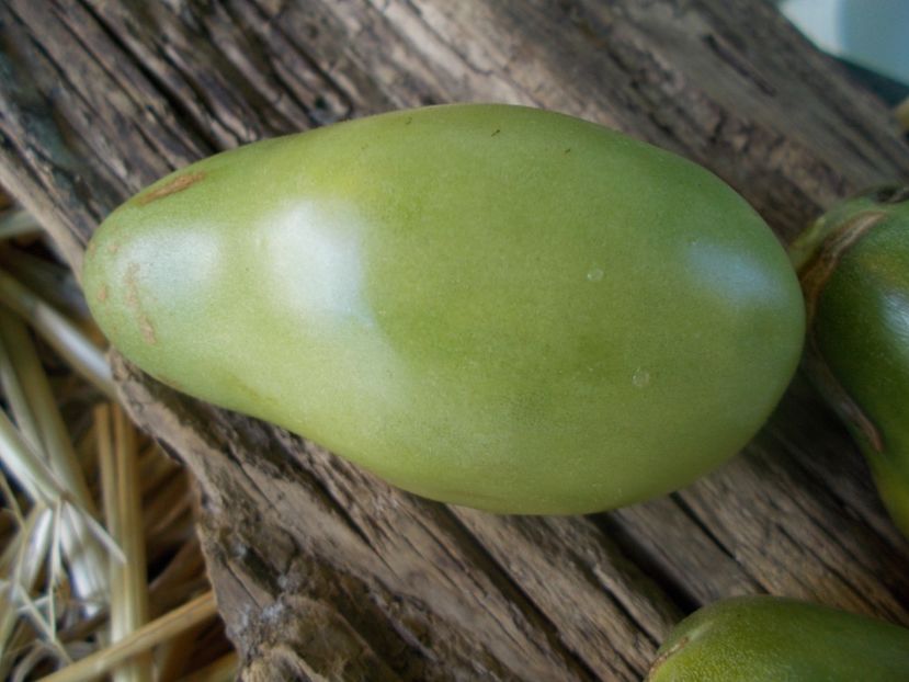  - SEMINTE ROSII - T 990 EMERALD PEAR