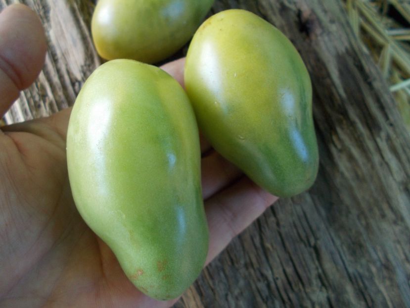  - SEMINTE ROSII - T 990 EMERALD PEAR