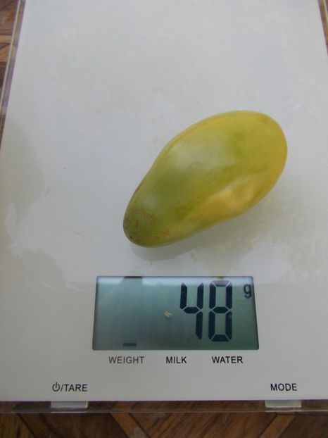  - SEMINTE ROSII - T 990 EMERALD PEAR