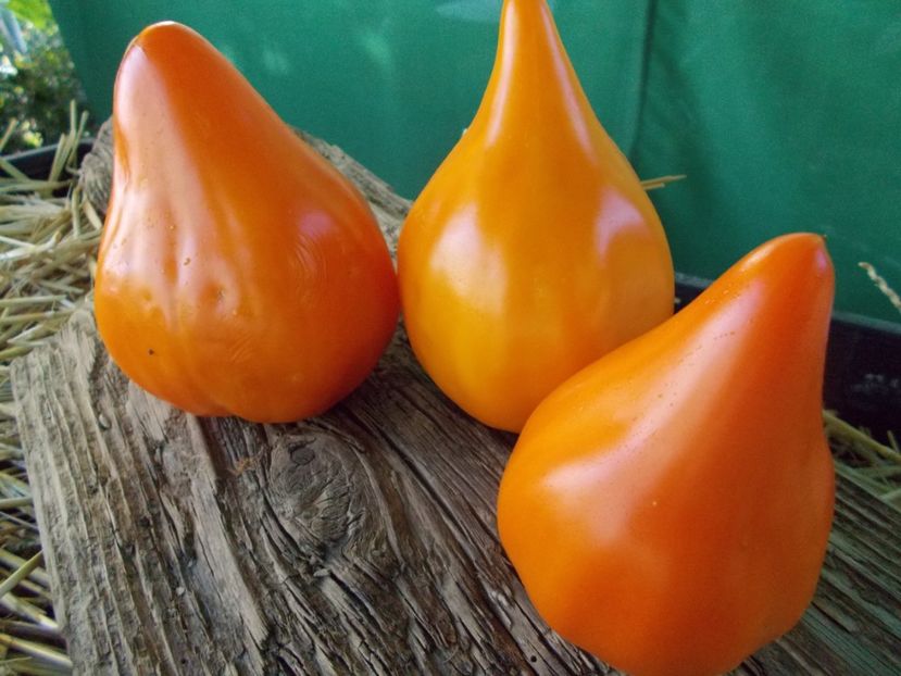  - SEMINTE ROSII - T 915 EARTH WONDER ORANGE