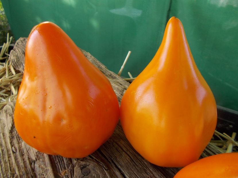  - SEMINTE ROSII - T 915 EARTH WONDER ORANGE