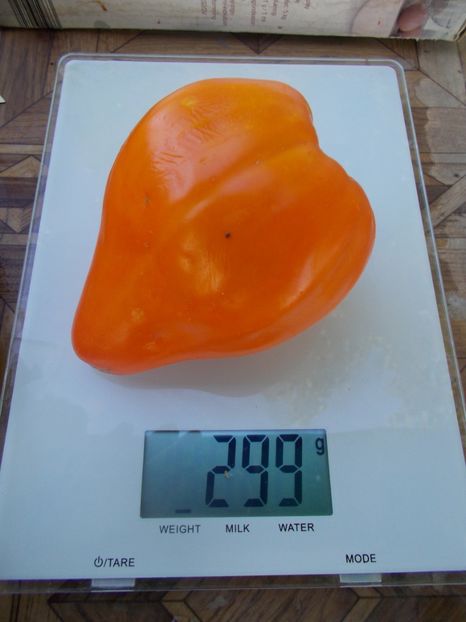  - SEMINTE ROSII - T 915 EARTH WONDER ORANGE