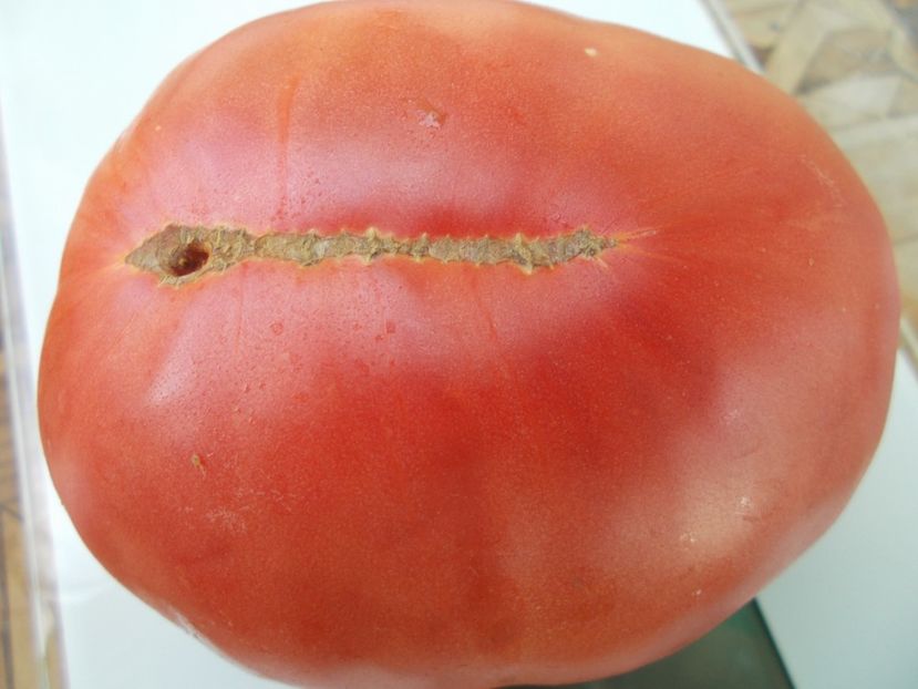  - SEMINTE ROSII - T 877 ROSA DE BARBASTRO