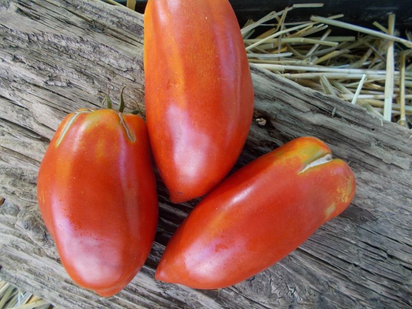  - SEMINTE ROSII - T 880 SARNOWSKI POLISH PLUM